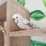 Loki erkundet sein neues Heim 