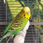 Kleiner, hübscher Lemon 