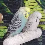 Monty und Loki 