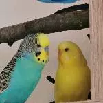 Malu und seine Sunny 