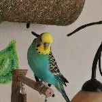 Prettiest budgie at all