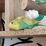 Die kleine Aya 