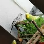Loki, Piper und Lemon 