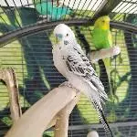 Loki hat Vogelmiere genascht :) 