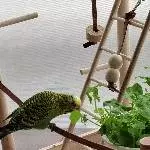 Lecker Vogelmiere 