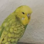 Piper Shooting 