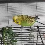 Süßer Lemon 