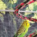 Lemon, mein Spatz 