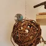 Feh beim Schreddern 