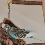 Feh bei der Arbeit 