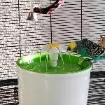 Wasser ist nur zum trinken da! 
