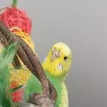 Hallo Aya 