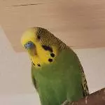 Lemon hat schlechte Laune 