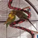 Lemon und Piper in Love 