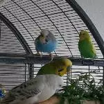 Lemon und Loki  bei Mama auf der Hand 