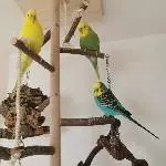 Sunny, Piper und Malu