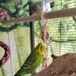 Mein hübscher, kleiner Spatz 