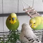Lemon, Piper und Loki 