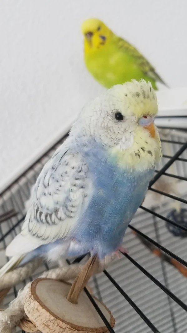 Wellensittich-Bild: Charlie beim entspannen :)