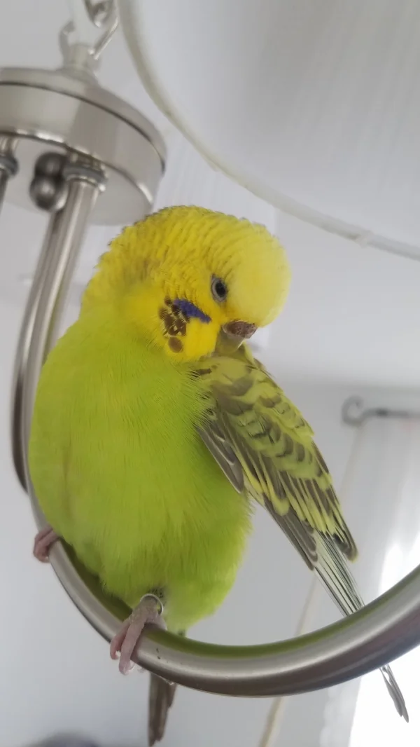 Wellensittich-Bild: Ich liebe es wellis beim putzen zuzusehen!