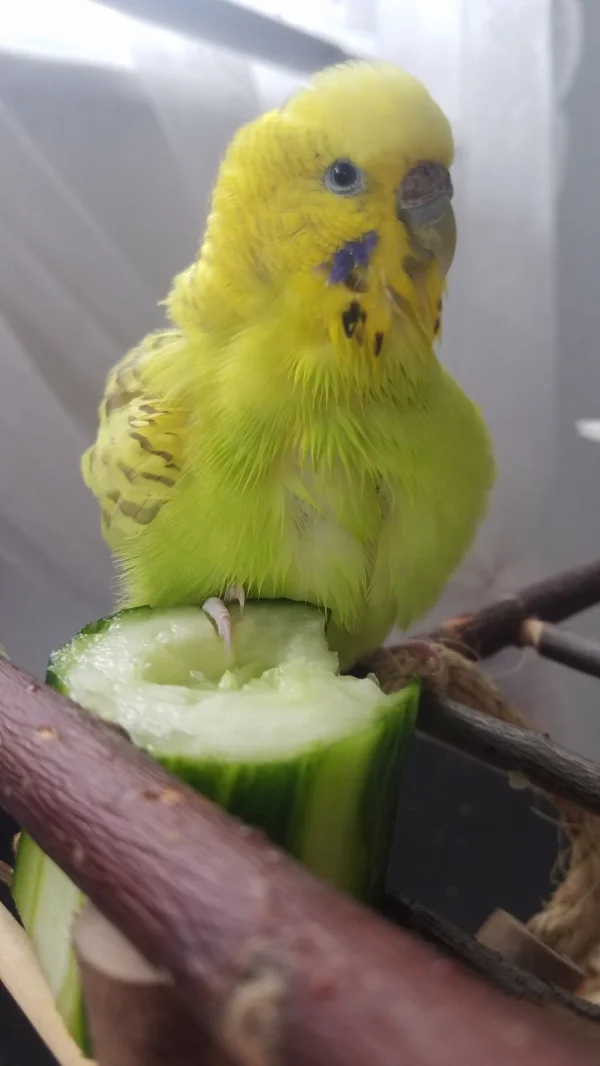 Wellensittich-Bild: Sie liebt es einfach in Gurke zu baden! 