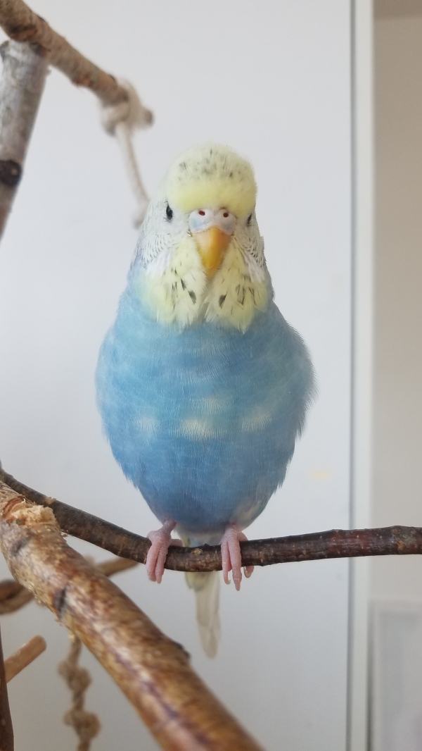 PHPSESSID
