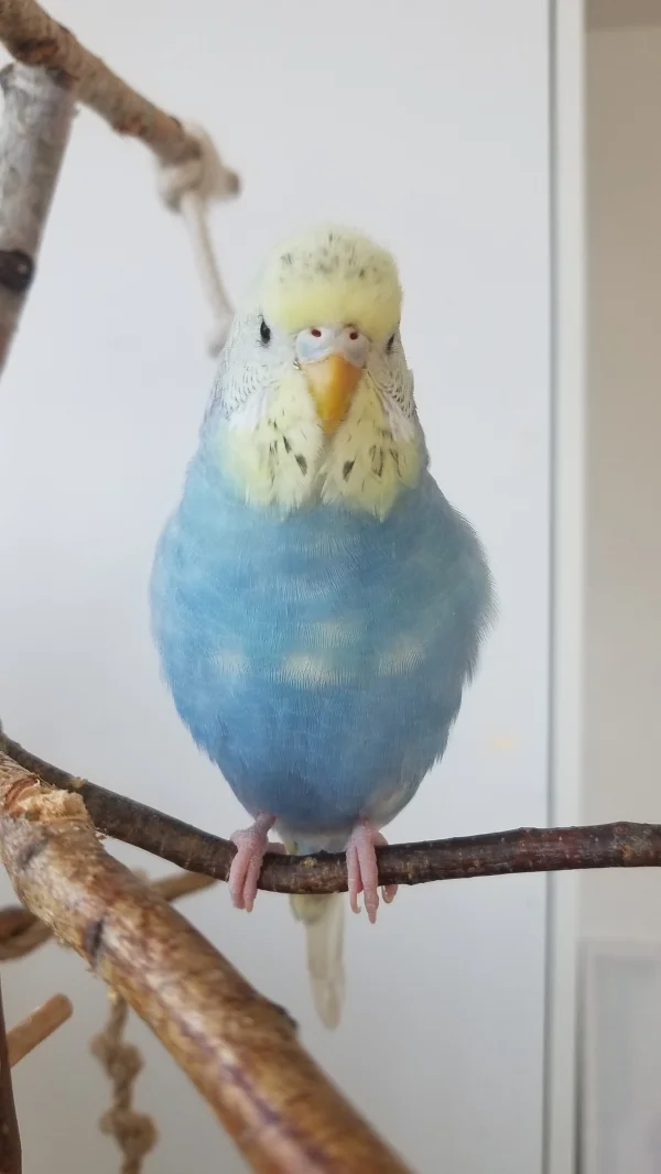 Wellensittich-Bild: Charlie mal wieder beim rumplappern :)