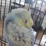 Charlie beim Mittagsschlaf 