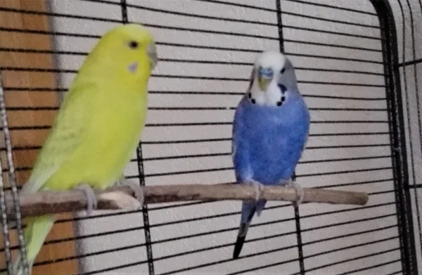 Wellensittich-Bild: June und Henry