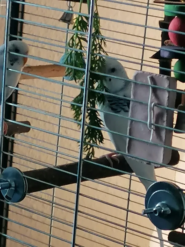 Wellensittich-Bild: Schmeckt