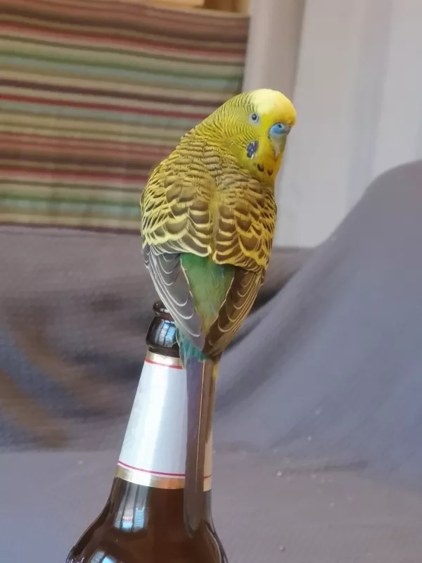 Wellensittich-Bild: Das ist Emil. Keine Sorge, er trinkt nicht. 