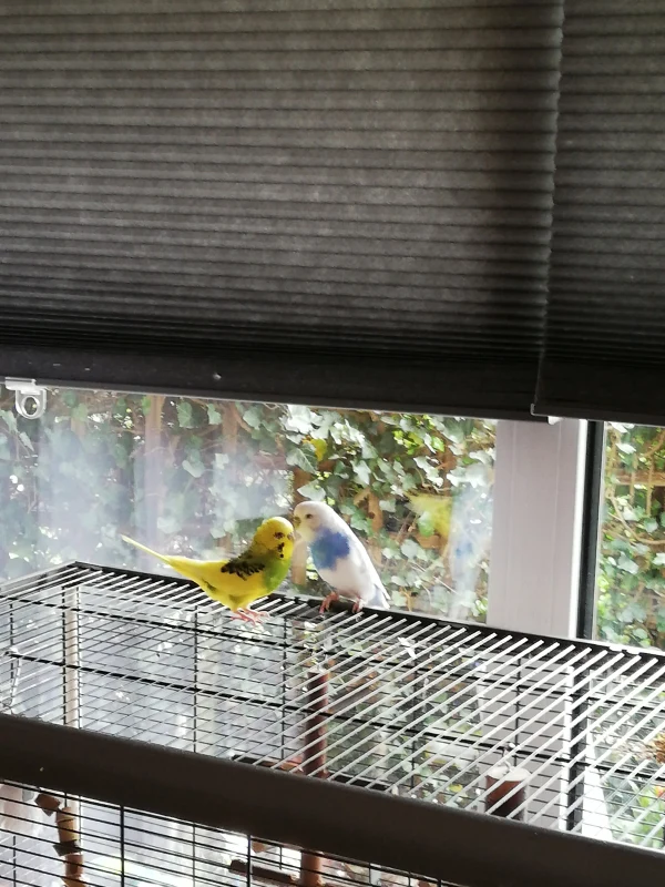 Wellensittich-Bild: Gina ist die Weissblaue und Pico der Gelbgrüne