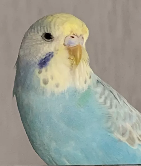 Wellensittich-Bild: Ich bin schon seit genau einer Woche in meinem neuen Zuhause, verstehe mich sehr gut mit meinem neuen Partner Billy und habe auch schon einige Flugrunden gedreht ..