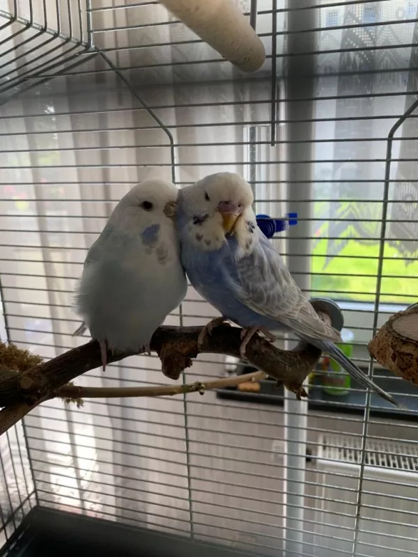 Wellensittich-Bild: Sooo lieb haben wir uns ..