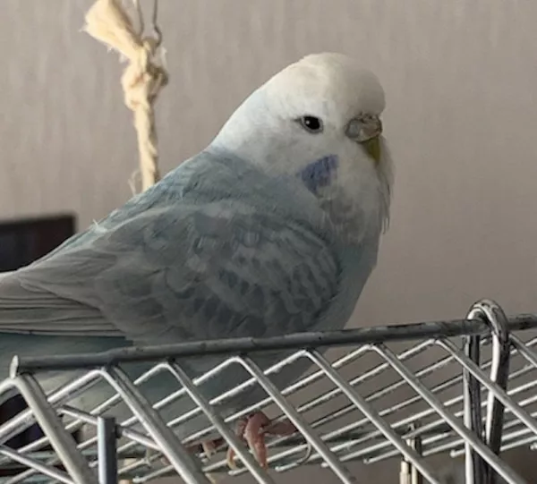 Wellensittich-Bild: Ich bin im Gegensatz zu meinem Partner Billy eine ruhige kleine Maus, fliege zurzeit kaum, liegt wohl daran, das ich noch mit den Megabakterien zu kämpfen habe ..