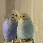 Billy und Sally