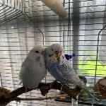 Trixi und Billy