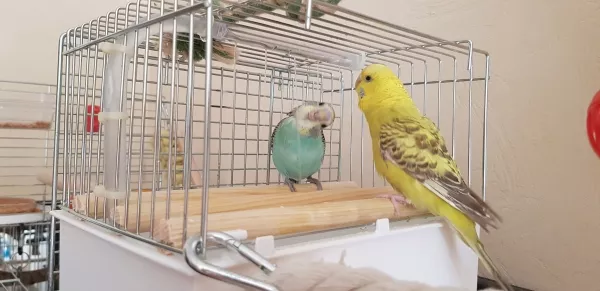 Wellensittich-Bild: Fips und Käthe sind die ersten