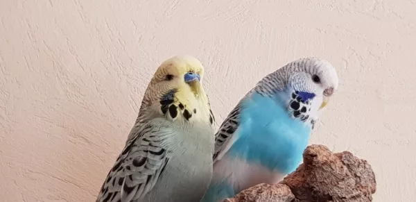 Wellensittich-Bild: Unser heißestes Liebespärchen