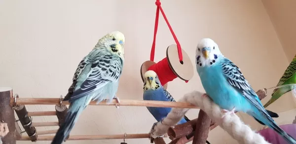 Wellensittich-Bild: Lucky,Hansi und Joschi hecken wieder mal gemeinsam etwas aus