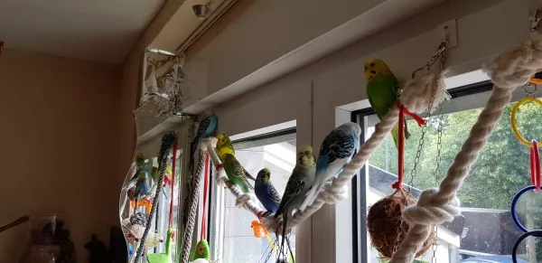 Wellensittich-Bild: . und nicht weggeflogen.
Das sind Joschi, Lotti,Flo, Hansi, Lucky, Bella und Kiki(von links nach rechts)❤