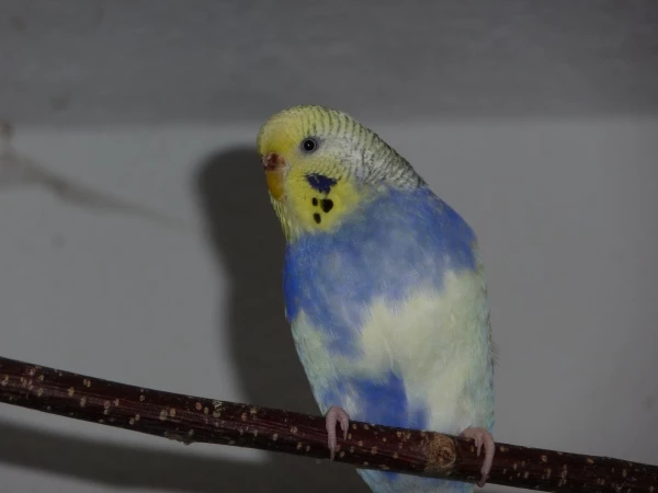 Wellensittich-Bild: Bianca ist einfach das schönste Wellensittich Weibchen.