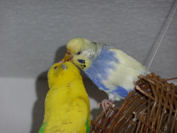 Wellensittich-Bild: Bianca und Paul,eine Liebe ohne Ende,sie beide sind ein Traumpaar