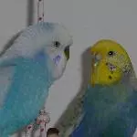 Victoria mit der großen Liebe Henry