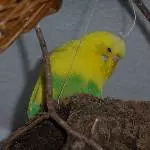 Bibo ist müde