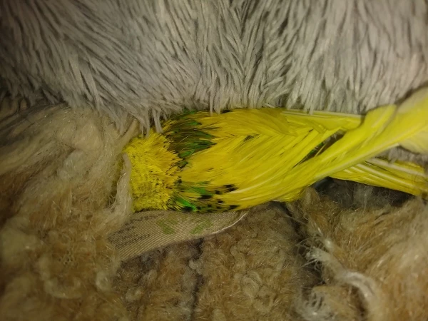 Wellensittich-Bild: Er hat sich in meinem Bett versteckt. Ich finde das ein echt cutes Bild
