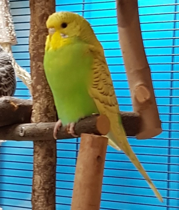Wellensittich-Bild: Spike, noch recht kückig (und leider etwas unscharf)