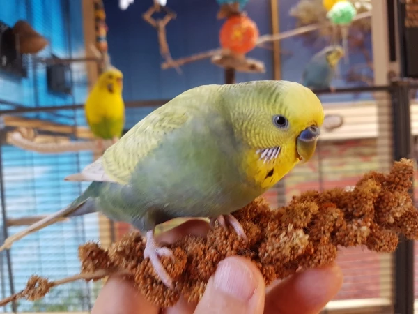 Wellensittich-Bild: Quincy lässt sich die Hirse schmecken