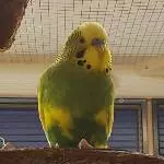 Galeonsfigur Flecky 