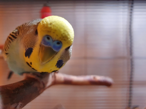 Neela